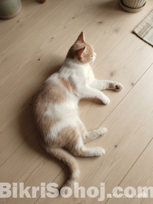 Persian Cat